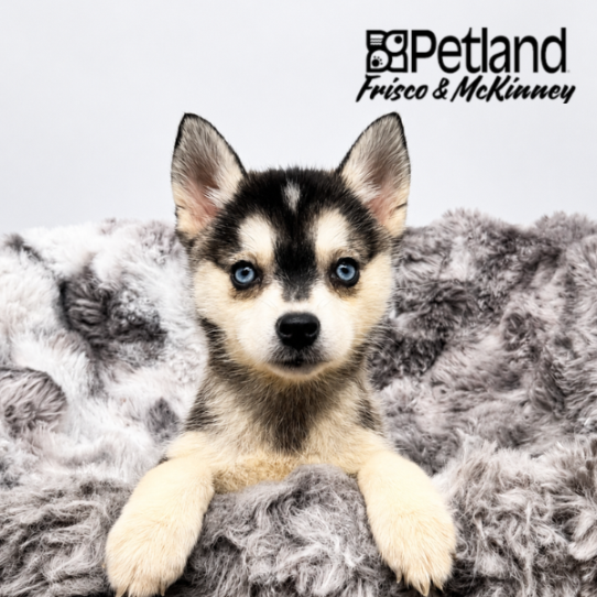 [#26195-04] Black White / Tan F Alaskan Klee Kai Puppies for Sale