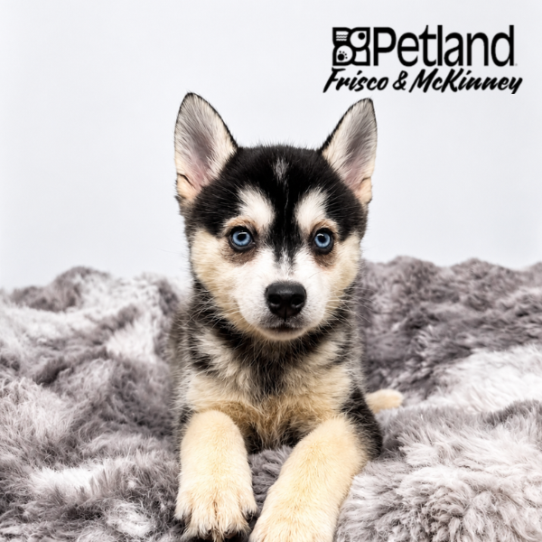 [#26195-03] Black White / Tan M Alaskan Klee Kai Puppies for Sale