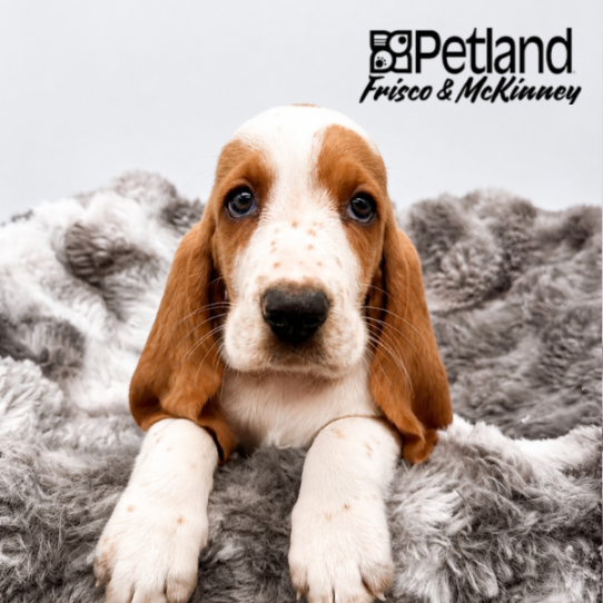 [#26288-06] F Basset Hound Puppies for Sale