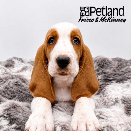 [#26288-02] M Basset Hound Puppies for Sale