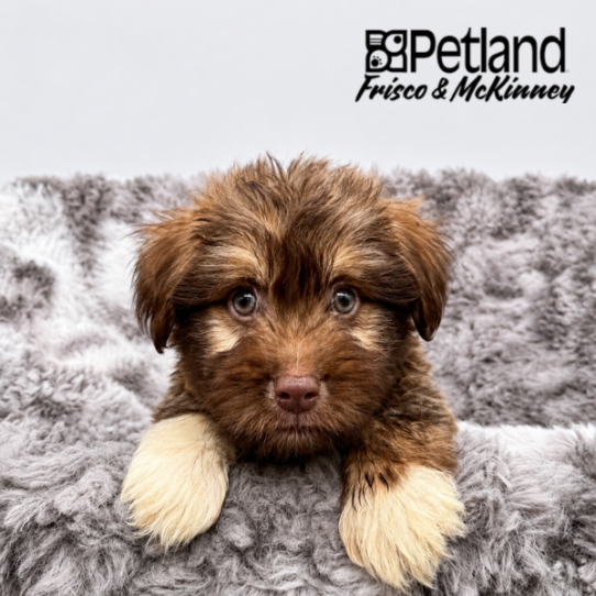 [#2661-03] Chocolate / White M Havanese Puppies for Sale