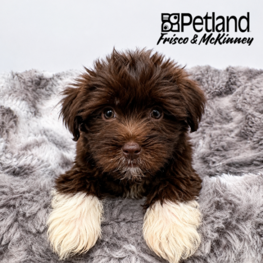 [#2661-04] Chocolate / White F Havanese Puppies for Sale