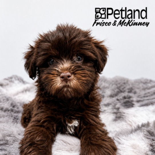 [#2661-05] Chocolate F Havanese Puppies for Sale
