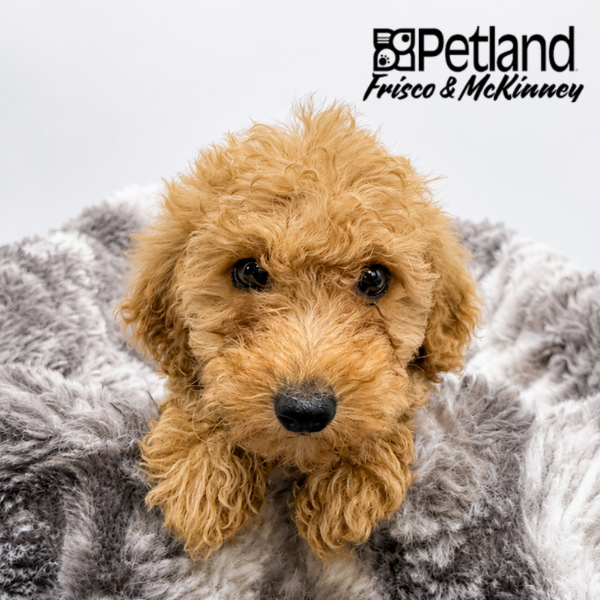Miniature Poodle in Plano, TX
