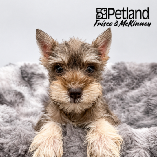 [#2658-04] Liver F Miniature Schnauzer Puppies for Sale