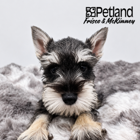 [#2658-01] Salt / Pepper M Miniature Schnauzer Puppies for Sale
