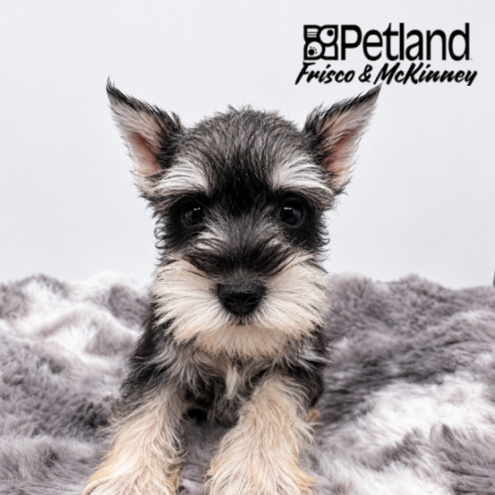 [#2658-02] Salt / Pepper F Miniature Schnauzer Puppies for Sale