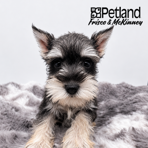 Miniature Schnauzer in Plano, TX