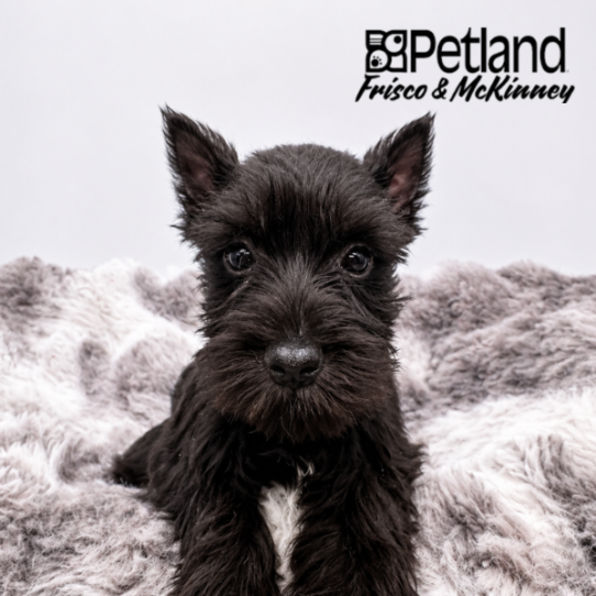 [#2658-05] Black / White F Miniature Schnauzer Puppies for Sale