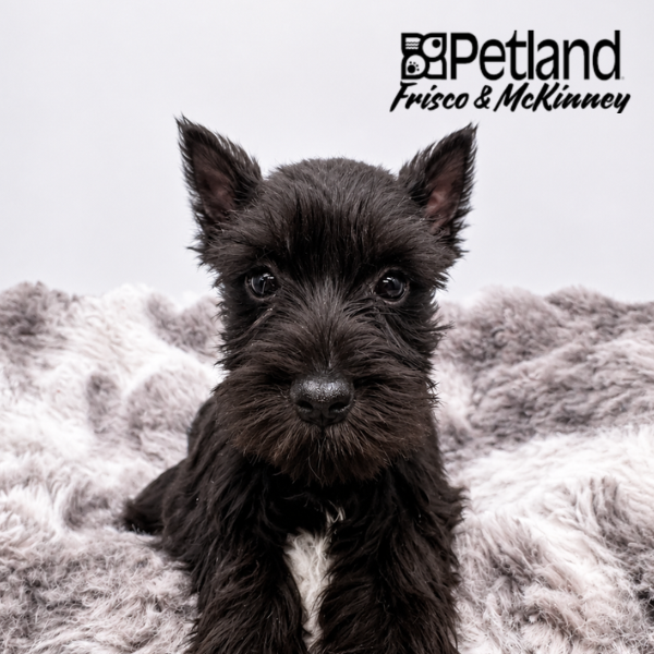Miniature Schnauzer in Dallas, TX