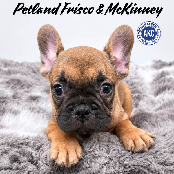 French Bulldog in Plano, TX
