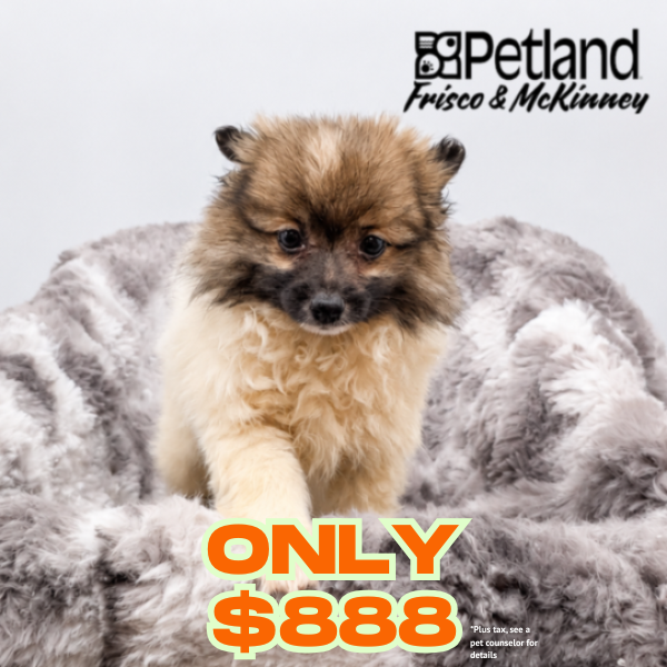 Pomeranian in Aubrey, TX