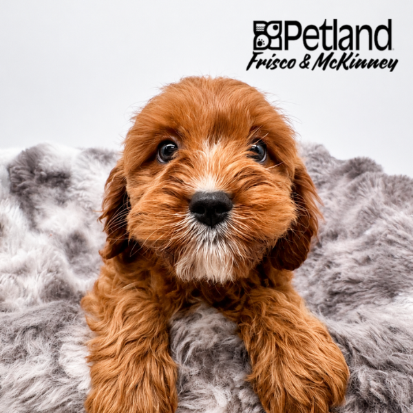 Cavapoo in Dallas, TX