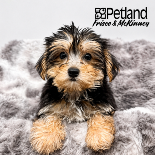 [#26284-01] M Morkie Puppies for Sale
