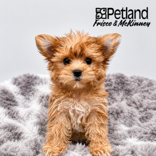 [#26284-04] F Morkie Puppies for Sale