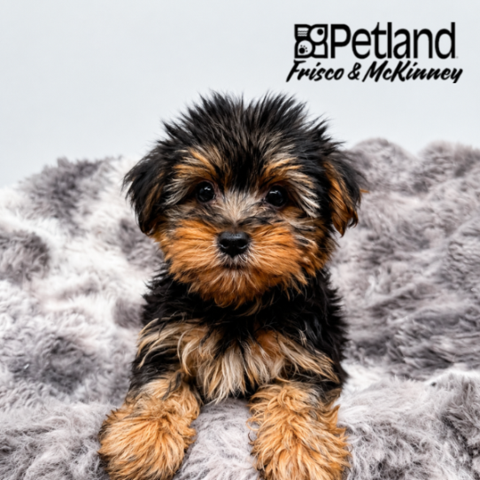 [#26280-01] M Yorkshire Terrier Puppies for Sale