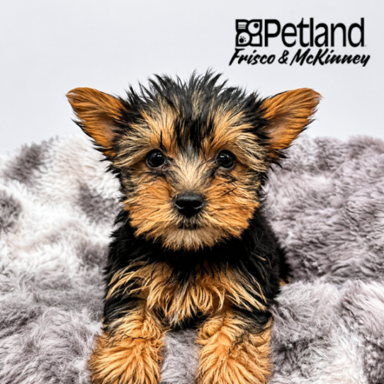 [#26286-05] F Yorkshire Terrier Puppies for Sale