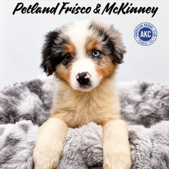 [#N05749] Blue Merle White and Tan M Australian Shepherd Puppies for Sale