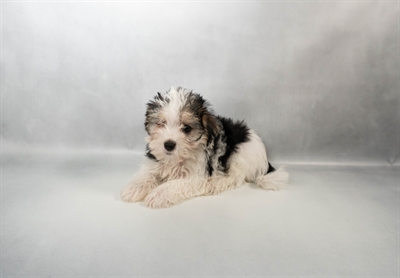 [#N05462] Black and Tan M Morkie Puppies for Sale
