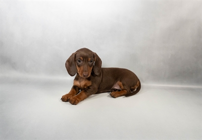 [#N05588] Chocolate and Tan F Dachshund Puppies for Sale
