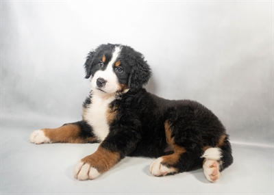 [#N05640] Black Tan and White F Bernese Mountain Dog Puppies for Sale