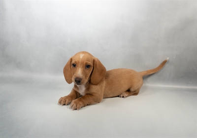 [#N05681] Red M Dachshund Puppies for Sale
