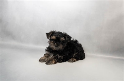 [#N05768] Black and Gold M Morkie Puppies for Sale