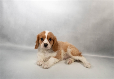 [#N06046] Blenheim M Cavalier King Charles Spaniel Puppies for Sale