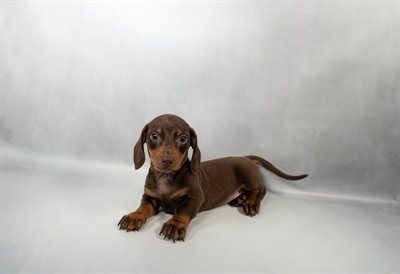 [#N06061] Chocolate and Tan M Dachshund Puppies for Sale