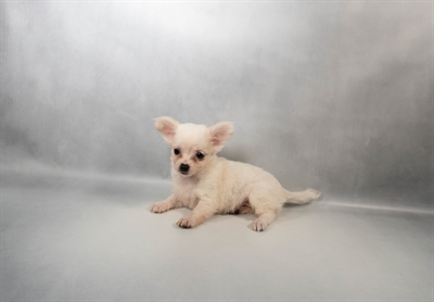[#N06071] Cream and White F Chihuahua Puppies for Sale