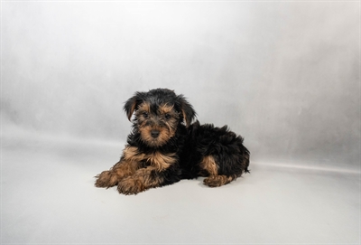 [#N06180] Black and Tan F Yorkshire Terrier Puppies for Sale