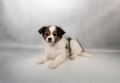 [#N06829] Sable and White F Papillon Puppies for Sale