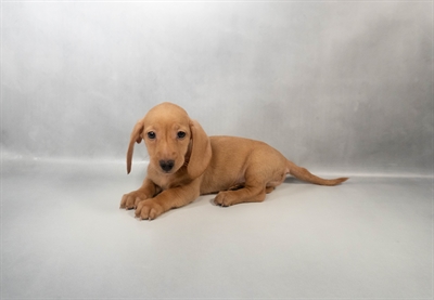 [#N07024] Red M Dachshund Puppies for Sale