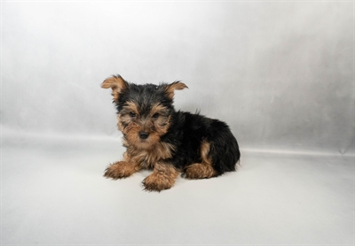 [#N07050] Black and Tan M Yorkshire Terrier Puppies for Sale