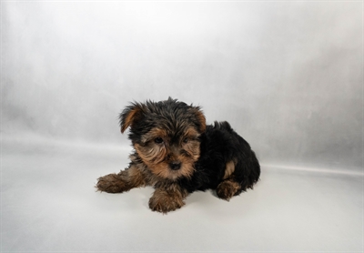 [#N07051] Black and Tan M Yorkshire Terrier Puppies for Sale