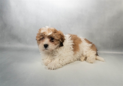 [#N07846] Golden M La-chon Puppies for Sale