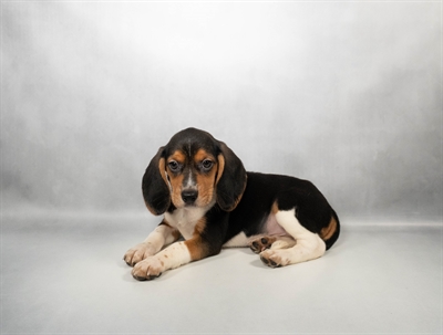 [#N05649] Black White and Tan M Beagle Puppies for Sale