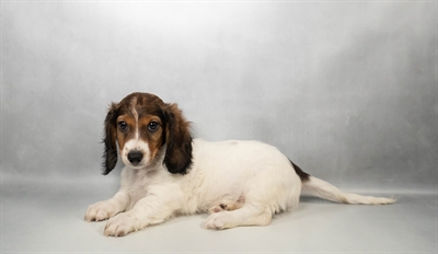 [#N05684] Red M Dachshund Puppies for Sale