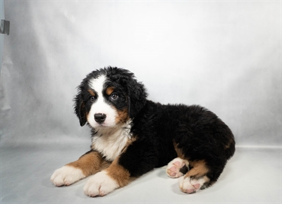 [#N05700] Black Rust and White M Bernese Mountain Dog Puppies for Sale
