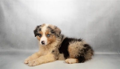 [#N05749] Blue Merle White and Tan M Australian Shepherd Puppies for Sale