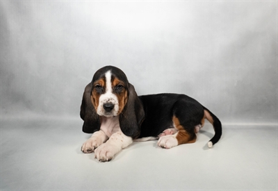 [#N05812] Black White and Tan F Basset Hound Puppies for Sale