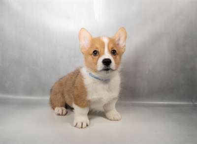 [#N05934] Red M Pembroke Welsh Corgi Puppies for Sale