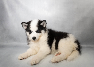 [#N05956] Black and White F Siberian Husky Puppies for Sale