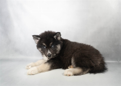 [#N05958] Black Tan and White M Siberian Husky Puppies for Sale