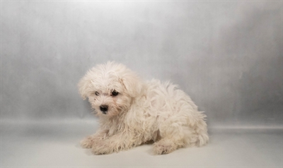 [#N06029] White F Maltese Puppies for Sale