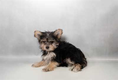 [#N06050] Black and Tan F Morkie Puppies for Sale