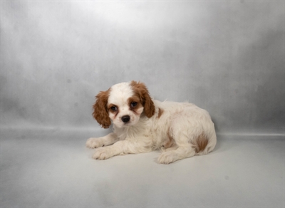 [#N06097] Blenheim F Cavalier King Charles Spaniel Puppies for Sale