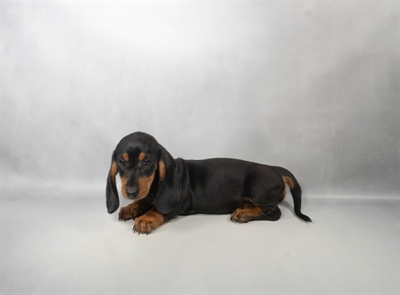 [#N06137] Black and Tan F Dachshund Puppies for Sale