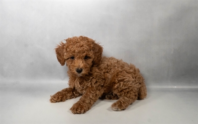 [#N06156] Red M Yorkiepoo Puppies for Sale