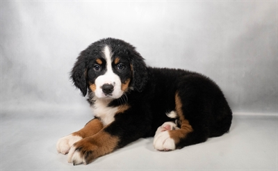 [#N06173] Black Rust and White F Bernese Mountain Dog Puppies for Sale